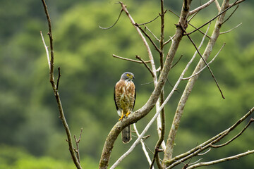 Closeup of a hawk cuckoo looking aside perched on bare branches of a tree on a blurry background