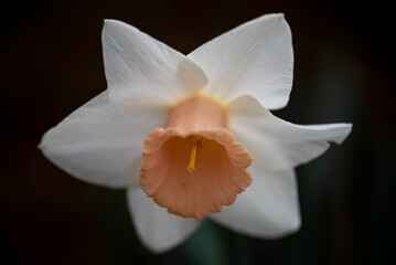 Blooming white spring flower in garden over dark contrasting background