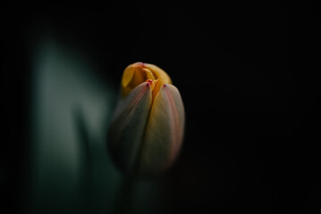 Obraz na płótnie Canvas Selectively soft focused spring tulip bud nearly blooming over contrasting dark natural background