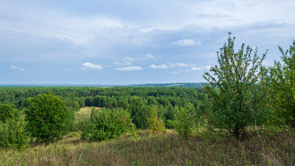 Fototapeta na wymiar forest summer landscape