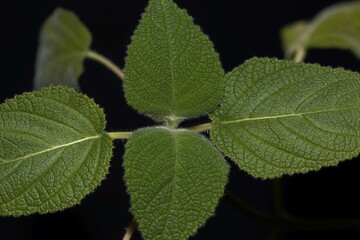 Leaves of a fruit scented sage, Salvia dorisiana