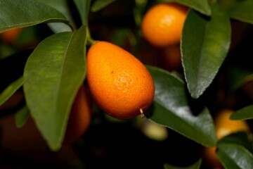 Fruits and leaves of a Kumquat tree