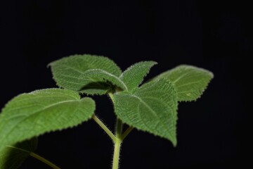 Leaves of a fruit scented sage, Salvia dorisiana