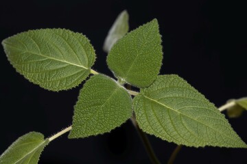 Fototapeta na wymiar Leaves of a fruit scented sage, Salvia dorisiana