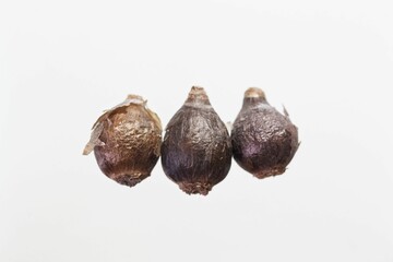 Bulbs of a Zephyrantes citrina flower