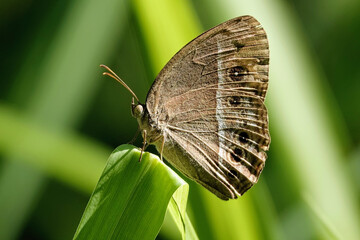Closeup shot of a dark brand bush brown moth standing on a leaf