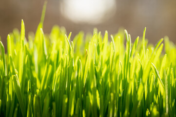 Bright vibrant green grass close-up 
