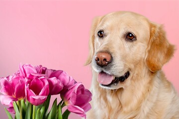 Dog with a bouquet of tulips on a pink background. Valentine's Day, Women's Day, Birthday.