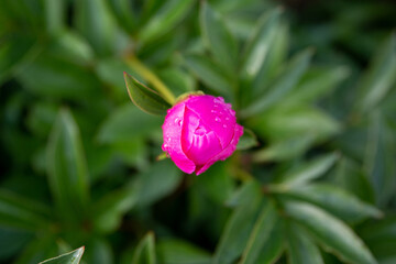 Closeup shot of a beautiful pink rosebud covered in raindrops