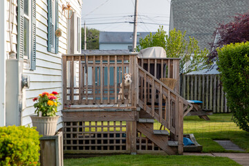 Cute brown domestic dog looking at the viewer from an outdoor wooden stair fence