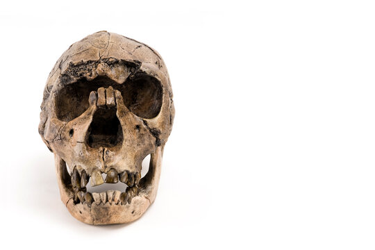 skull of prehistoric man, Skull of homo neanderthalensis isolated on white background with space for text