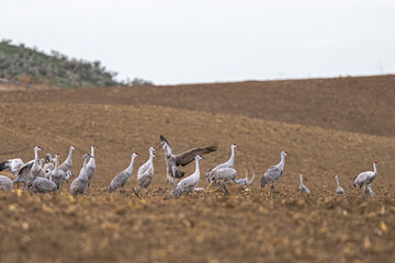 Fototapeta na wymiar Migrating Sandhill Cranes (Antigone canadensis) Feeding on Fields in Spring