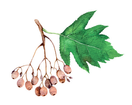 Watercolor wild service tree, chequers, or checker tree. Sorbus torminalis isolated on white background. Hand drawn painting plant illustration.