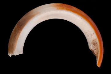 A long and rounded incisor belonging to the beaver (Castor fiber) - obrazy, fototapety, plakaty