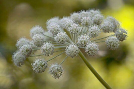Wild angelica blooming in shadows