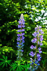 Beautiful tenderness blooming blossoming purple lilac colored lupines flowers plants growing in green field, meadow in rural countryside area, nature summer landscape