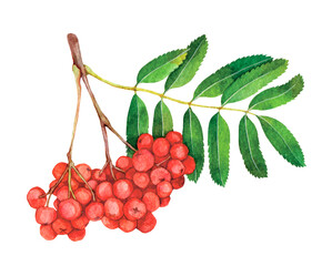 Watercolor bunch of berries Sorbus aucuparia or rowan, mountain-ash isolated on white background. Hand drawn painting plant illustration. - obrazy, fototapety, plakaty