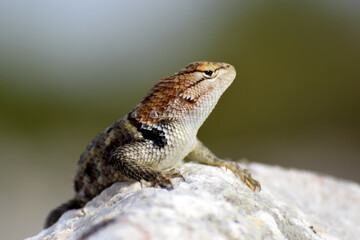 Selective focus shot of an agama lizard on a rock