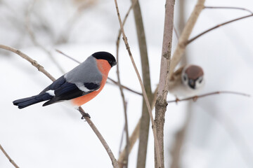 Male bullfinch sits on a branch in winter