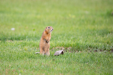 Gopher stands in the grass on a summer day