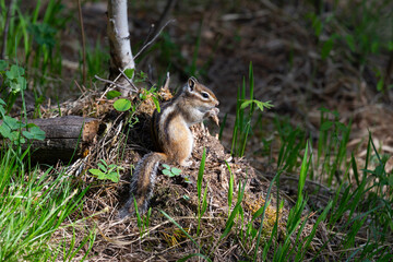 Chipmunk on a forest trail eating something