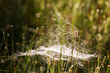 Large spider web on grass