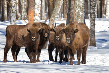 Bisons in winter forest on a sunny winter day