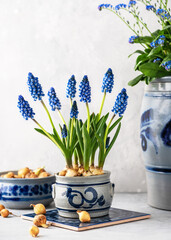 Beautiful spring floristic arrangement with blue grape hyacinth flowers in the old vintage ceramic dishes. Homemade decoration for Easter. Copy space.