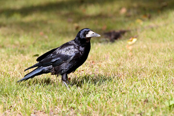 Rook looking for food on lawn