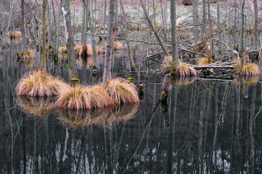 Outdoor swamp lake that has many trees and peat pogs in it