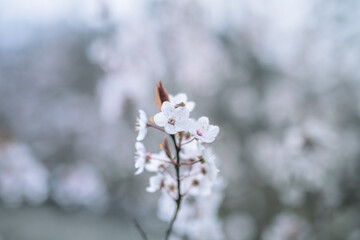 flowering tree in spring selective focus