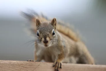 Foto op Canvas Closeup of a cute little squirrel standing on a wooden desk looking straight to the camera © Christian Reiniger/Wirestock Creators