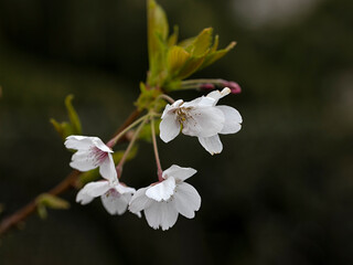 Closeup of flowers of Yoshino Cherry (Prunus yedoensis) against a dark background in spring