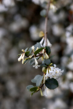 Closeup of flowers of Osmanthus delavayi in a garden in spring