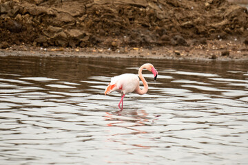 Kuba-Flamingo Phoenicopterus ruber Salinas del Odiel Huelva Spanien