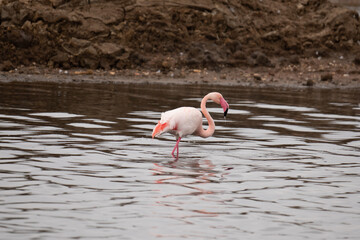 Kuba-Flamingo Phoenicopterus ruber Salinas del Odiel Huelva Spanien
