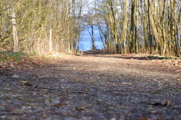 Fototapeta premium A beautiful path through the forest leads to a large lake with blue water. The spring sun illuminates the path.