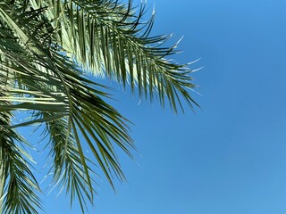 palm tree branches, postcard, background, texture, substrate, splash, park, resort, travel, nature, trees, sun