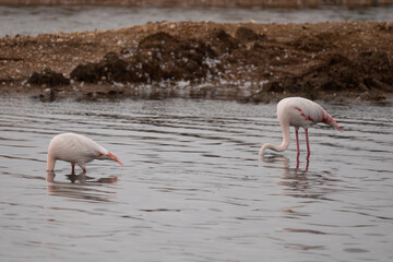 Kuba-Flamingo Phoenicopterus ruber Salinas del Odiel Huelva Spanien