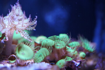 イソギンチャク　マクロ撮影　海　水槽　水族館　ライトアップ　海中庭園