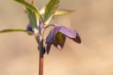 Closeup of Flower of lenten rose (Helleborus)