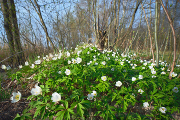 Obraz premium First spring white forest flowers: white snowdrops, oak anemone, spring, sunny day in forest, north karelian nature.