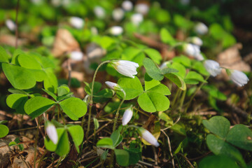 First spring white forest flowers: white snowdrops, spring, sunny day in forest, north karelian nature.