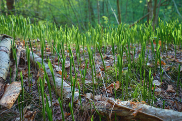 Convallaria majalis in forest: spring, sunny day in forest, north karelian nature.