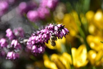 Pink and yellow flower with bee