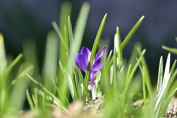 Small purple flower behind some grass