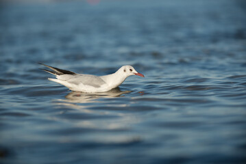 M&ouml;we schwimmt im Meer (Ostsee)