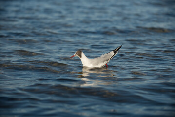 Möwe beim Fischen in Meer (Ostsee)