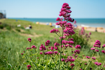 Closeup shot of red valerian (Centranthus ruber) flowers by the beach