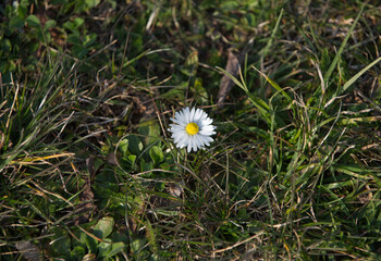 G&auml;nseblume im Rasen